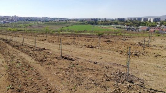 Plantări de puieți pe zeci de hectare de teren, în Bistrița Năsăud