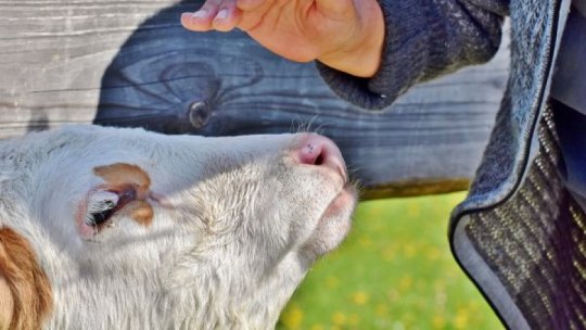 Fermierii urmează să primească subvenţiile pentru sectoarele animal și zootehnic