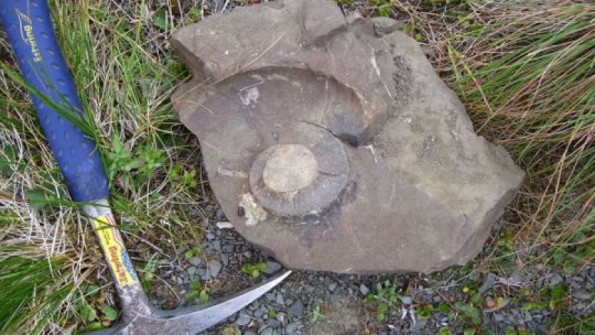 O nouă specie de ţestoasă fosilă a fost descoperită pe teritoriul Geoparcului Ţara Haţegului