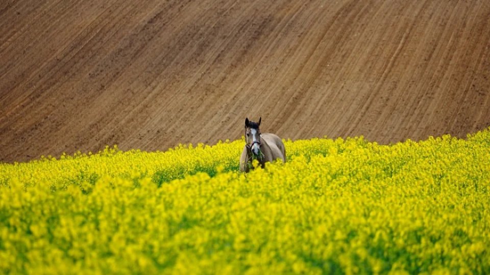 Programe de susținere a fermierilor români, în 2022