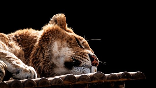 România devine rută de refugiu şi pentru animalele din Ucraina