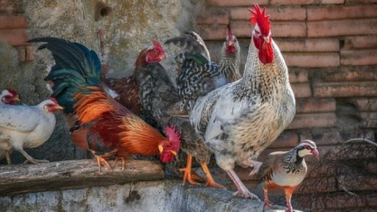 Zece milioane de păsări au fost sacrificate în Franţa din cauza gripei aviare