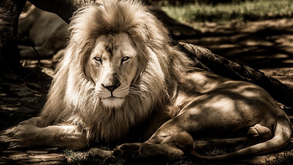 Un leu în vârstă de 4 ani a fost salvat de la o grădină zoologică de lângă Lviv, în Ucraina