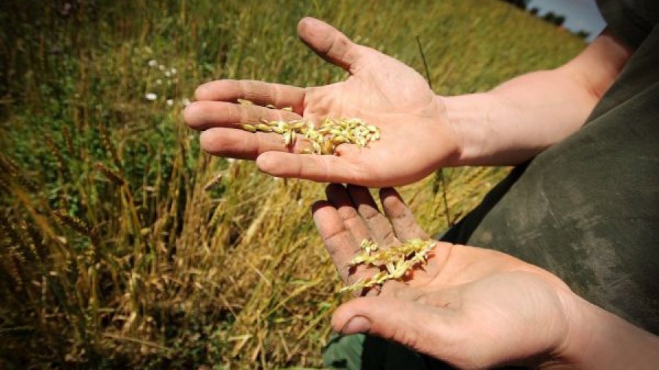 Producţia agricolă a crescut la cereale. Pe ce loc ne situăm în Europa la suprafaţa cultivată