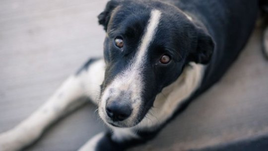 Sunt câinii capabili de o reacție similară doliului din cauza pierderii partenerului?