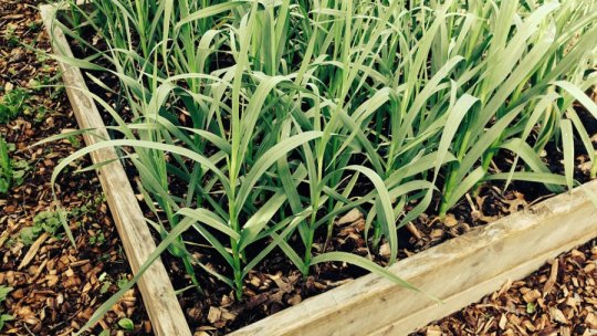 Culturi de primăvară, în grădină: USTUROIUL