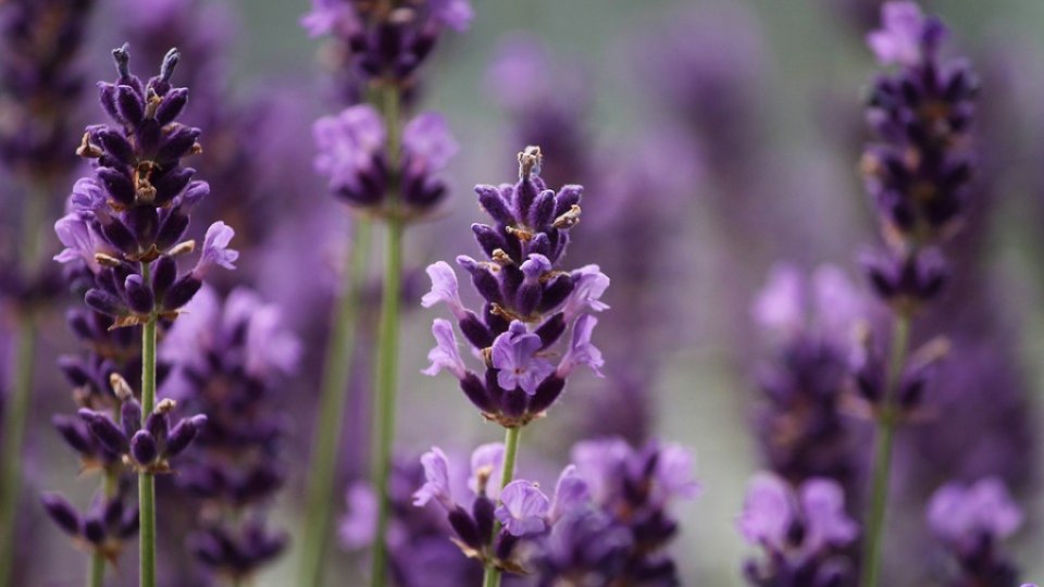 Tehnologia cultivării plantelor medicinale: lavanda