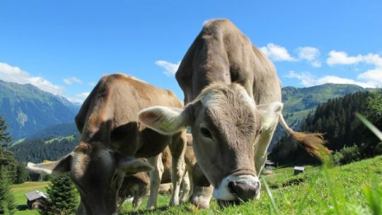 APIA: Fermierii pot depune cereri pentru eliberarea de adeverinţe pe măsura privind bunăstarea animalelor