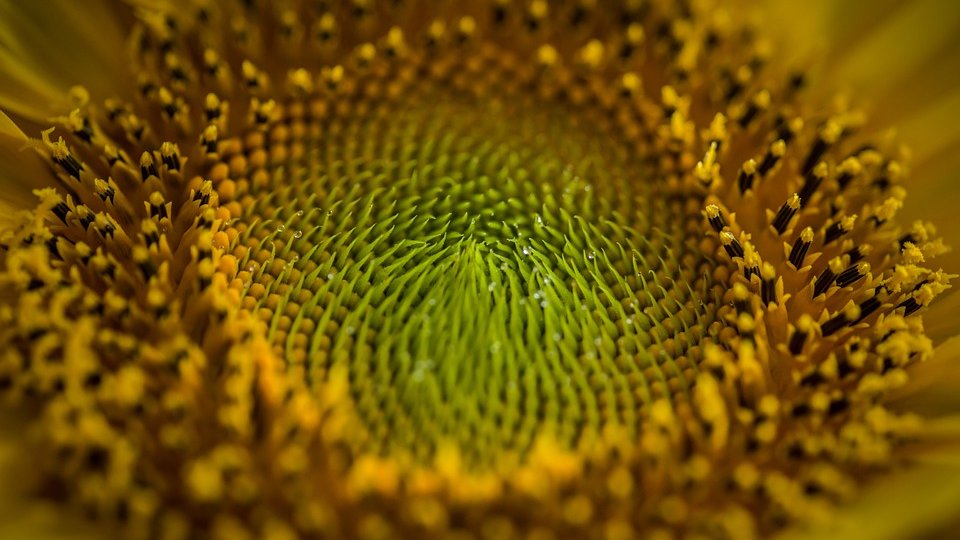 Exporturile Ucrainei de porumb şi ulei de floarea-soarelui ar putea scădea cu peste o treime