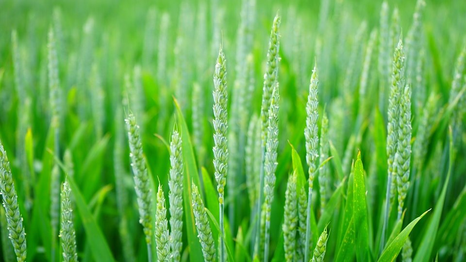 Regiunea Harkiv intenţionează să cultive până la 80% din terenul agricol