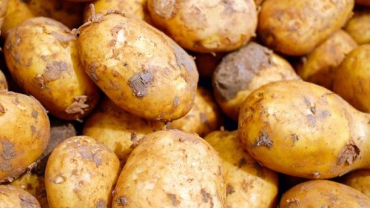 Proiect: Sprijin de 200 de euro/ha pe o schemă de minimis, acordat cultivatorilor de cartofi