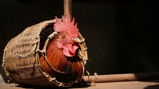 Alergatul prescurii și împușcatul cocoșului, în ziua de Paști