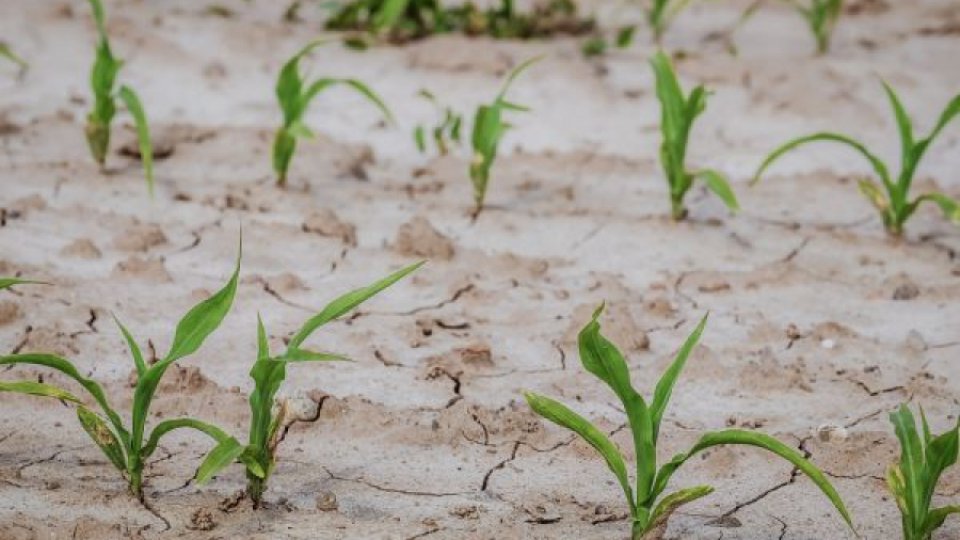 Seceta pedologică va persista în mai multe zone agricole din ţară