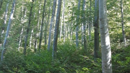 Peste 250 hectare de teren vor fi împădurite în Bistrița