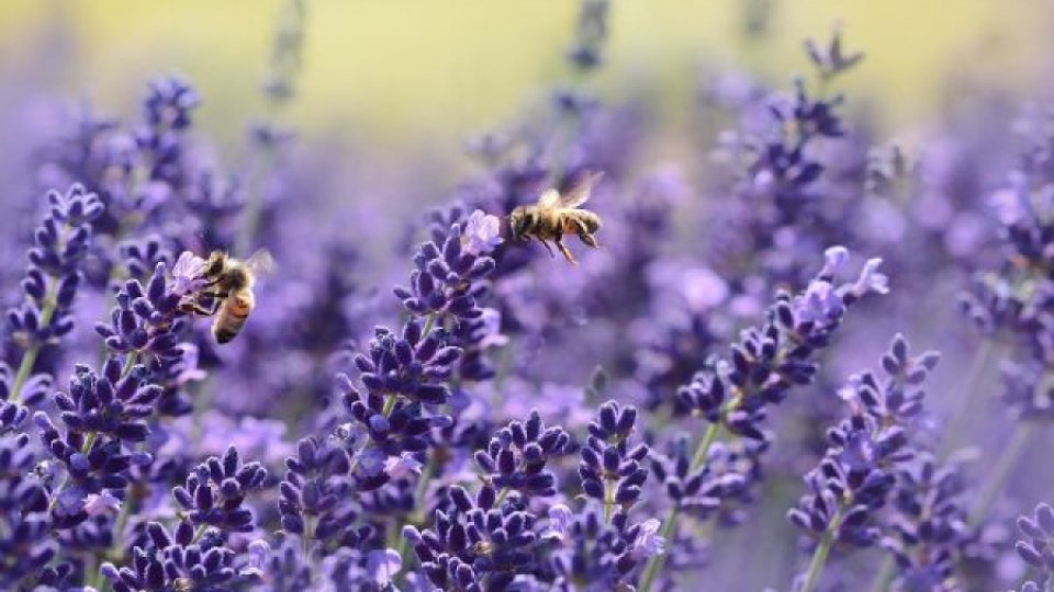 Tehnologia cultivării plantelor medicinale. Lavanda, o cultură cu parfum de câștig