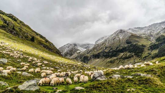 "Urcatul oilor la munte", festival folcloric păstoresc, la Novaci, în judeţul Gorj