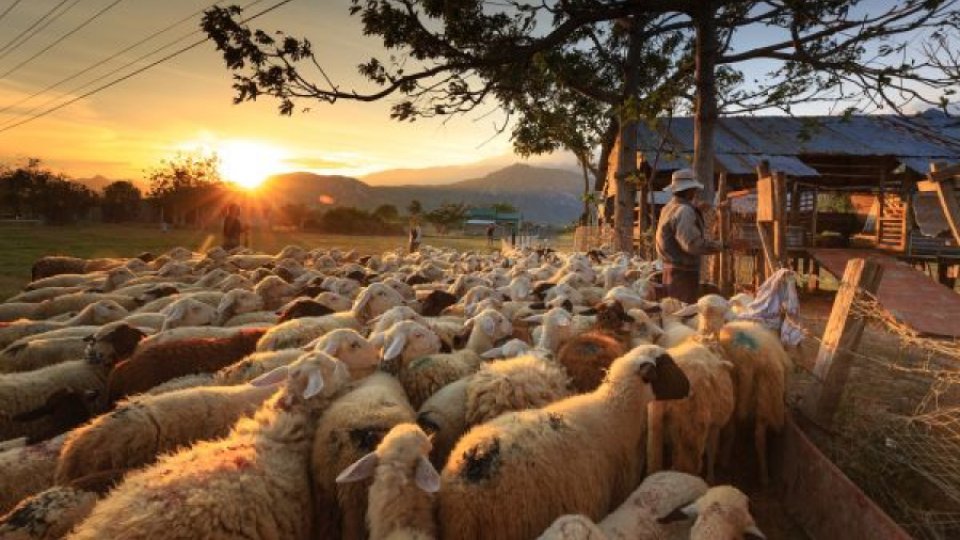 România şi Spania au cele mai mari efective de ovine din Uniunea Europeană