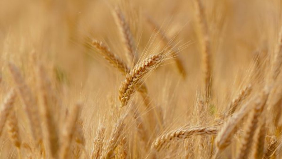 Ucraina şi Marea Britanie discută cum pot fi transportate cerealele în afara ţării