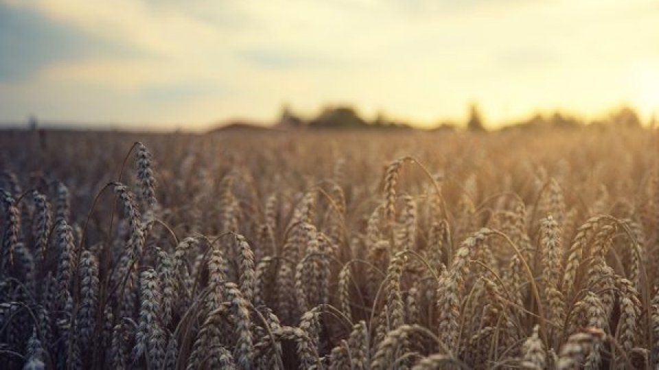 Cultura de grâu este pe jumătate distrusă de secetă în judeţul Vaslui