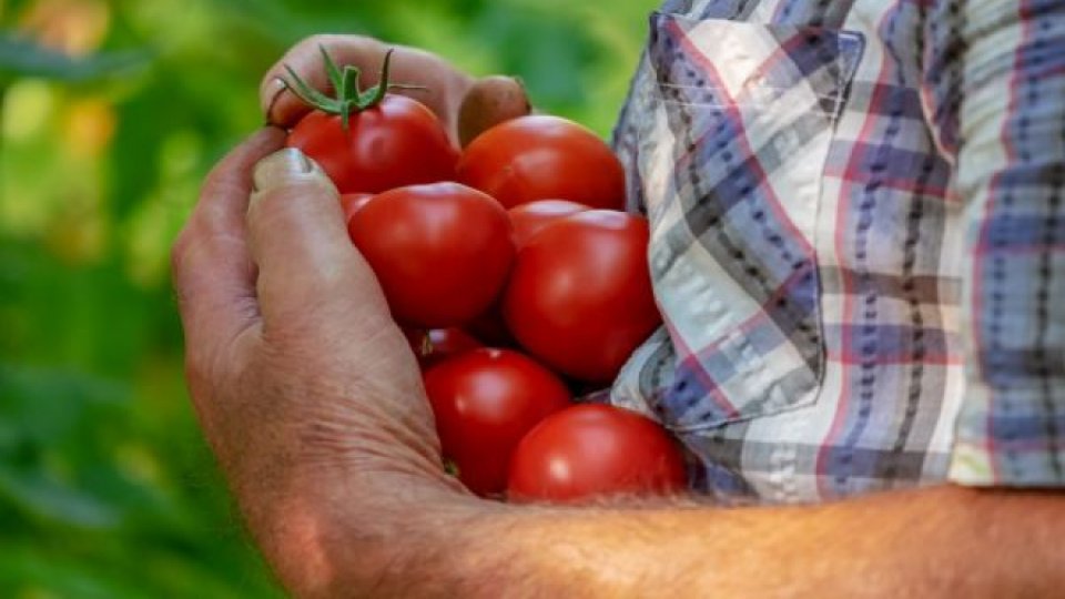 Termenul pentru valorificarea producţiilor realizate prin Programul Tomata ar putea fi prelungit până la 1 iulie