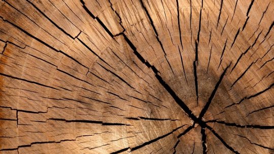 Este nevoie de o creştere a tăierilor legale de lemn