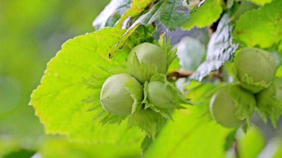 Cultivarea arbuştilor fructiferi câştigă tot mai mult teren în România