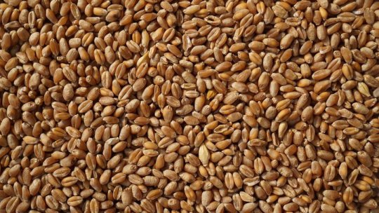 Posibilă reducere cu 45% a recoltei ucrainene de cereale pe anul acesta