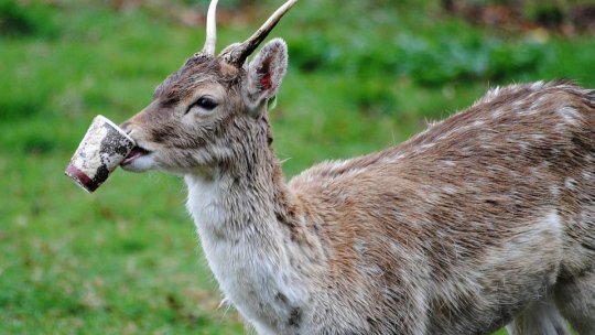 Acţiune de ecologizare în Cheile Turzii