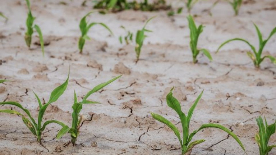 Aproximativ 16.000 de hectare de culturi agricole din zeci de localităţi din Vrancea sunt afectate de secetă