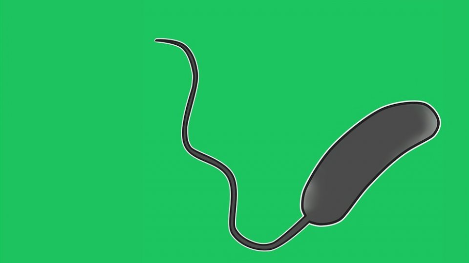 În probe de apă din Republica Moldova a fost depistată bacteria care provoacă holera