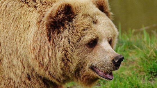 Ordonanţa de urgenţă privind metodele de acţiune şi combatere a atacurilor venite de la urşi