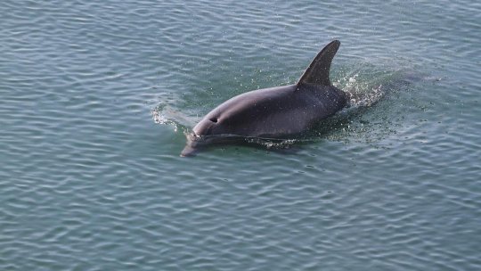 Mii de delfini din Marea Neagră, morţi din cauza războiului