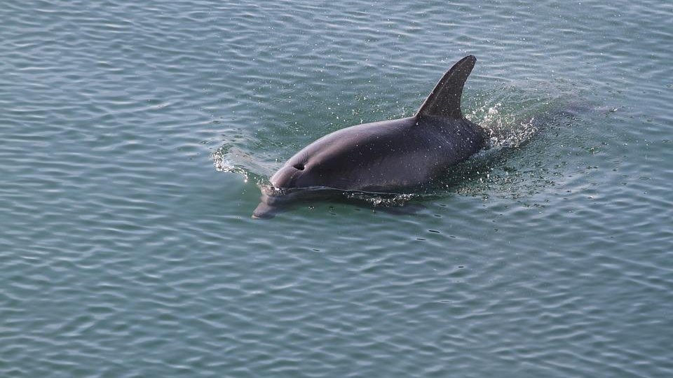 Mii de delfini din Marea Neagră, morţi din cauza războiului