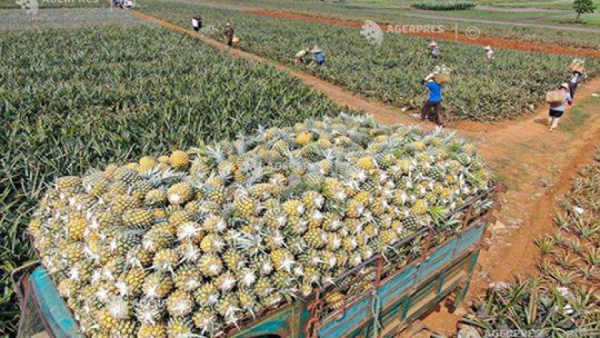 Drone construite cu piese din resturi de... ananas