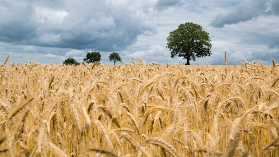 Situaţia campaniei de recoltare a grâului în judeţul Mehedinţi