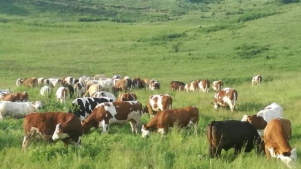 Care sunt rasele de vaci crescute în România