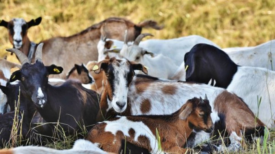 APIA plăteşte 1,4 milioane de lei fermierilor din sectorul creşterii animalelor