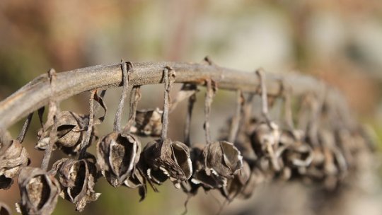 Seceta se agravează din ce în ce mai mult în judeţul Sălaj