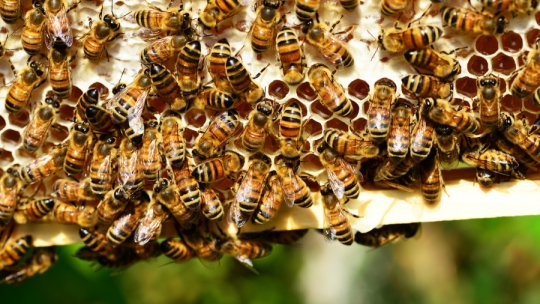 Noutăți despre cercetarea apicolă românească
