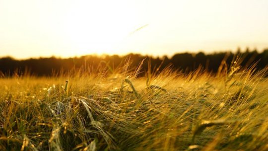 Culturile agricole din Caraș-Severin, mai puțin afectate de secetă