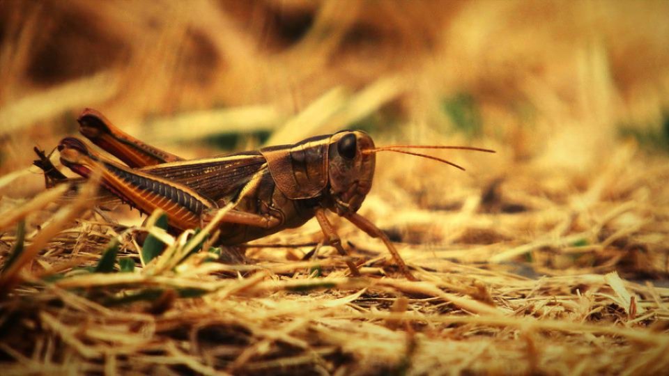 300 de hectare de teren agricol, afectate de lăcuste, în judeţul Tulcea