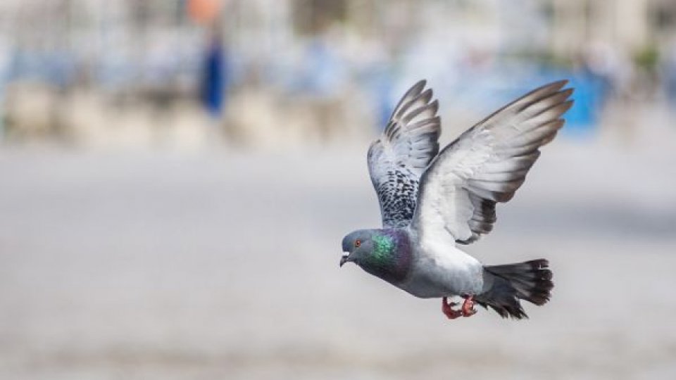 Serviciul de metrou din San Francisco ''a angajat'' o pasăre de pradă care să sperie porumbeii