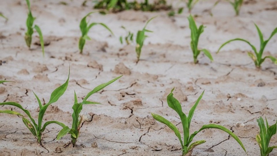 Aproape 285 de mii de hectare de suprafeţe agricole au fost afectate de secetă