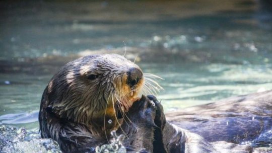 Vidra, specie protejată, a revenit în Delta Dunării