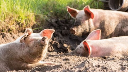 România înregistrează un efectiv de peste 3,3 de milioane de porci