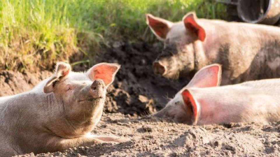 România înregistrează un efectiv de peste 3,3 de milioane de porci