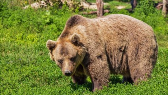 O persoană a fost atacată de ursul semnalat în municipiul Curtea de Argeş