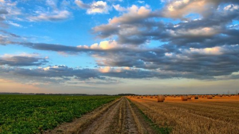 Peste 600.000 de hectare de teren agricol sunt afectate de secetă