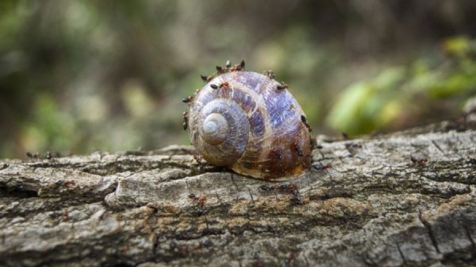 Cercetători: Pe Terra trăiesc 20 de cvadrilioane de furnici