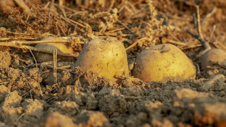 Recoltarea cartofului în Harghita, îngreunată de ploile frecvente
